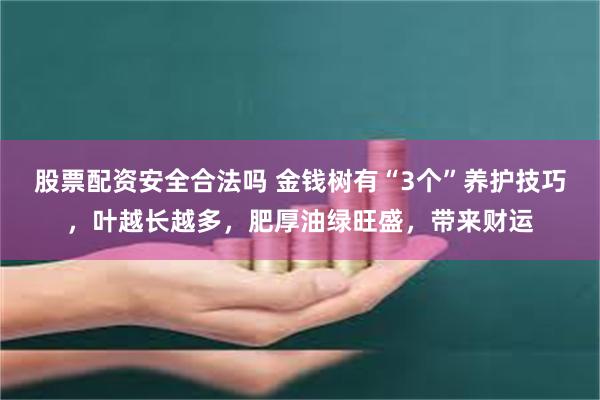 股票配资安全合法吗 金钱树有“3个”养护技巧，叶越长越多，肥厚油绿旺盛，带来财运